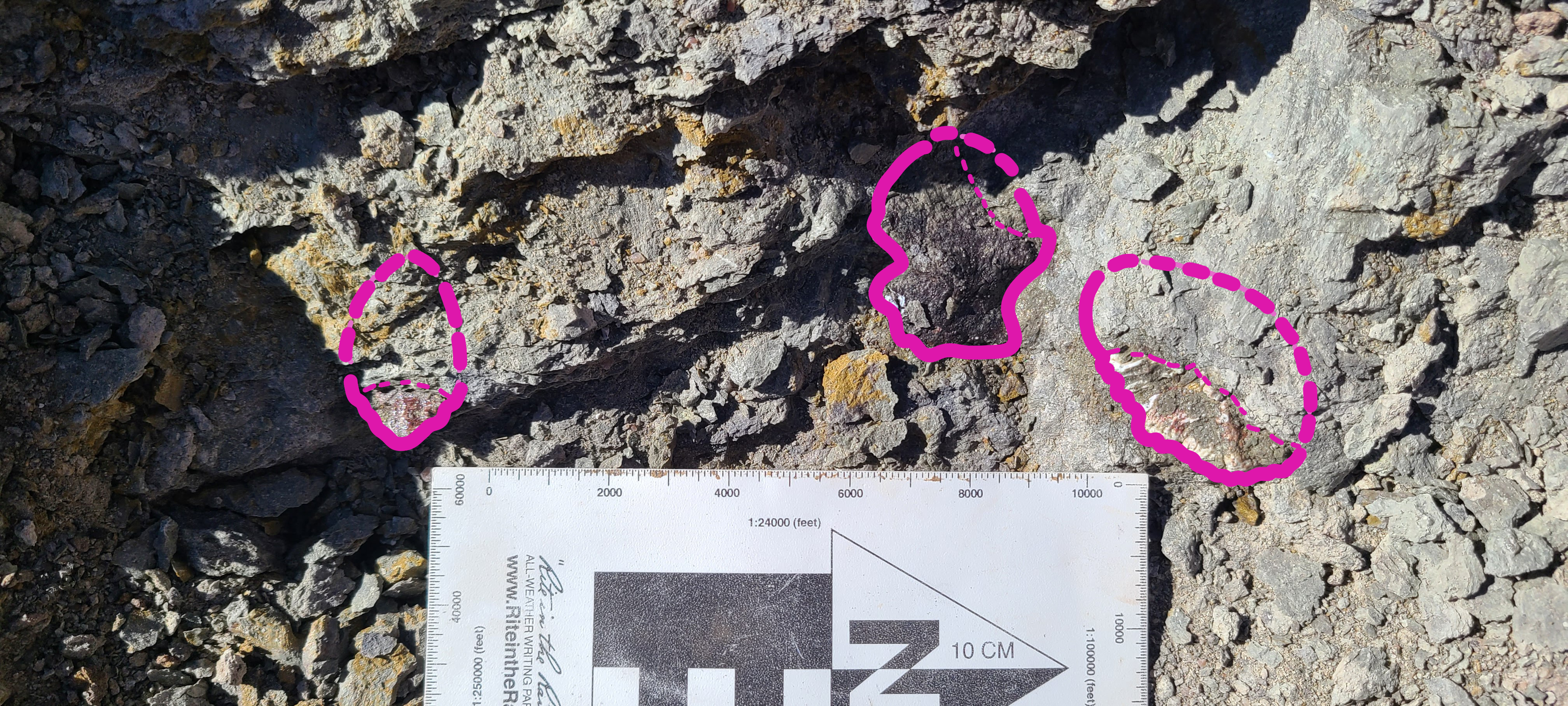 Phytosaur skin armor bones, called osteoderms, as found by the team. Outlined for ease of identification.