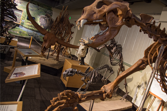 Ice age animals on display