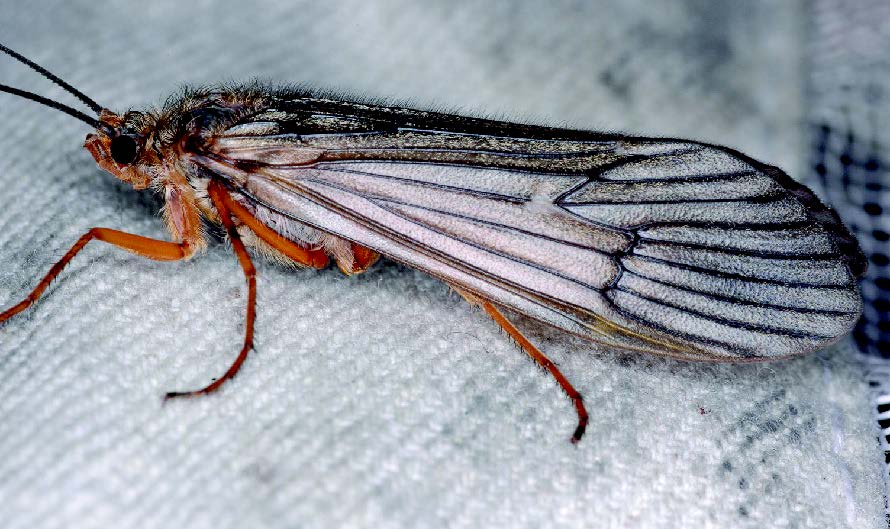 Caddisfly Adult