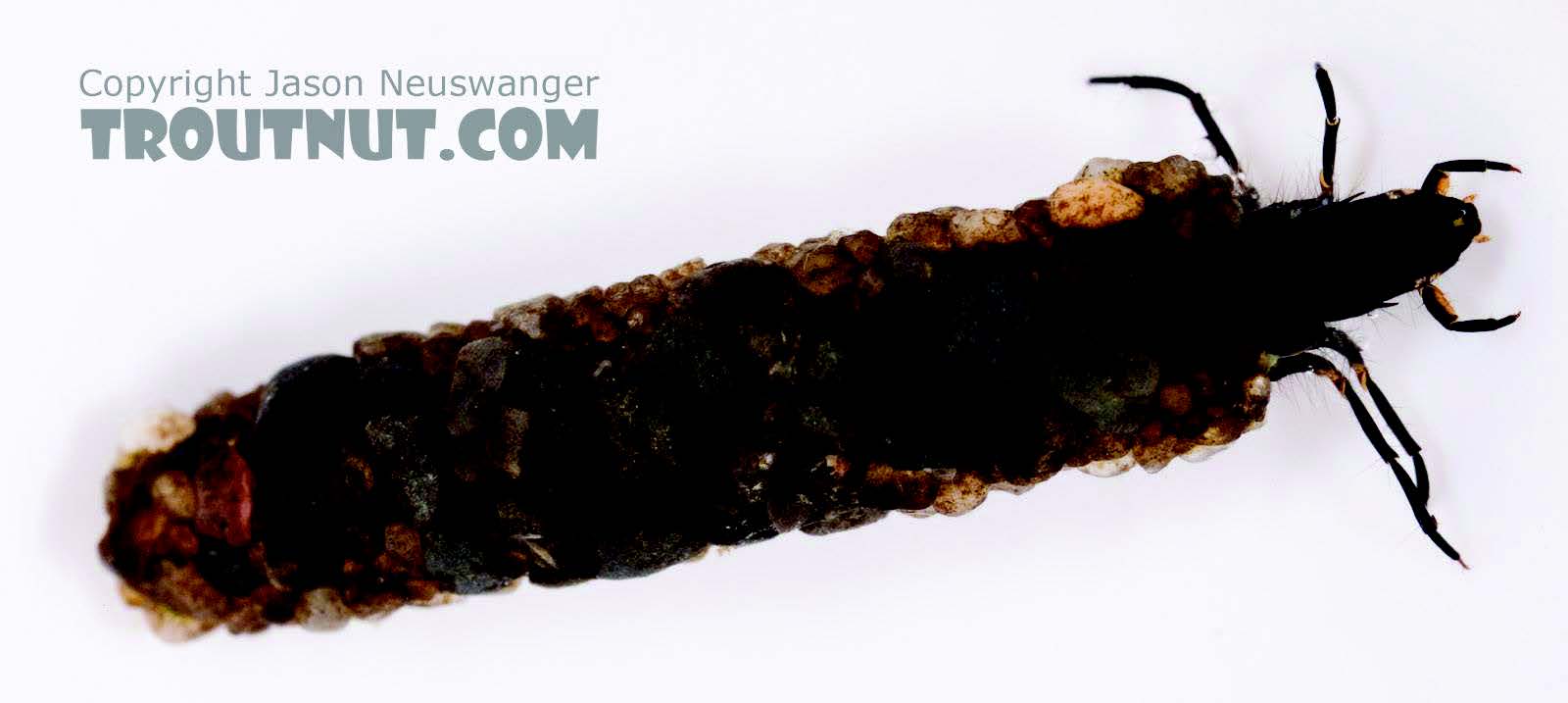 Caddisfly larva