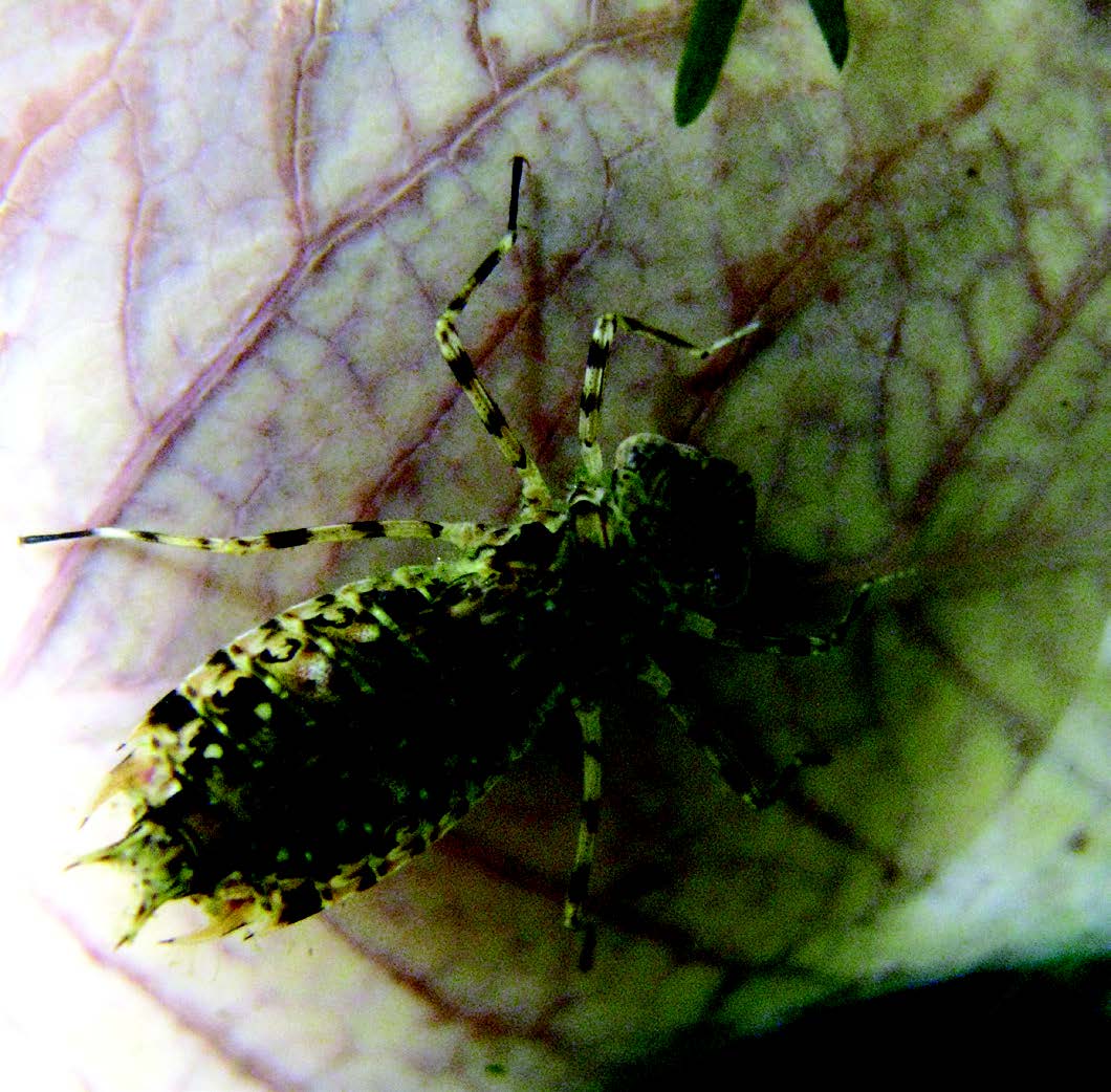 Dragonfly larva