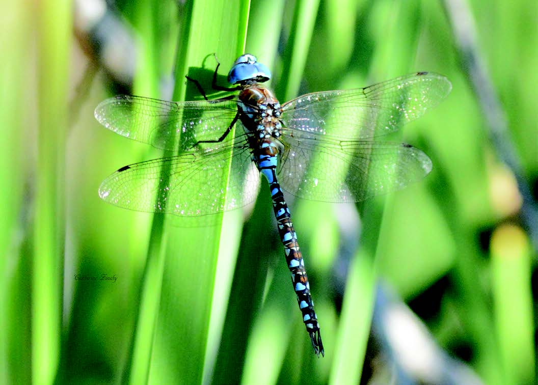 Blue dragonfly