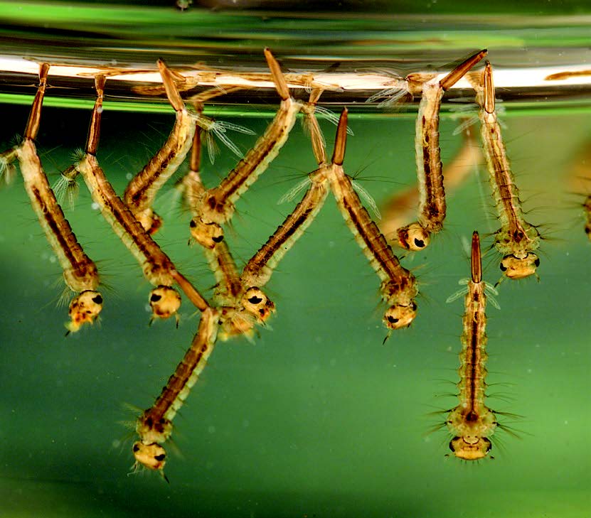 Mosquito larva
