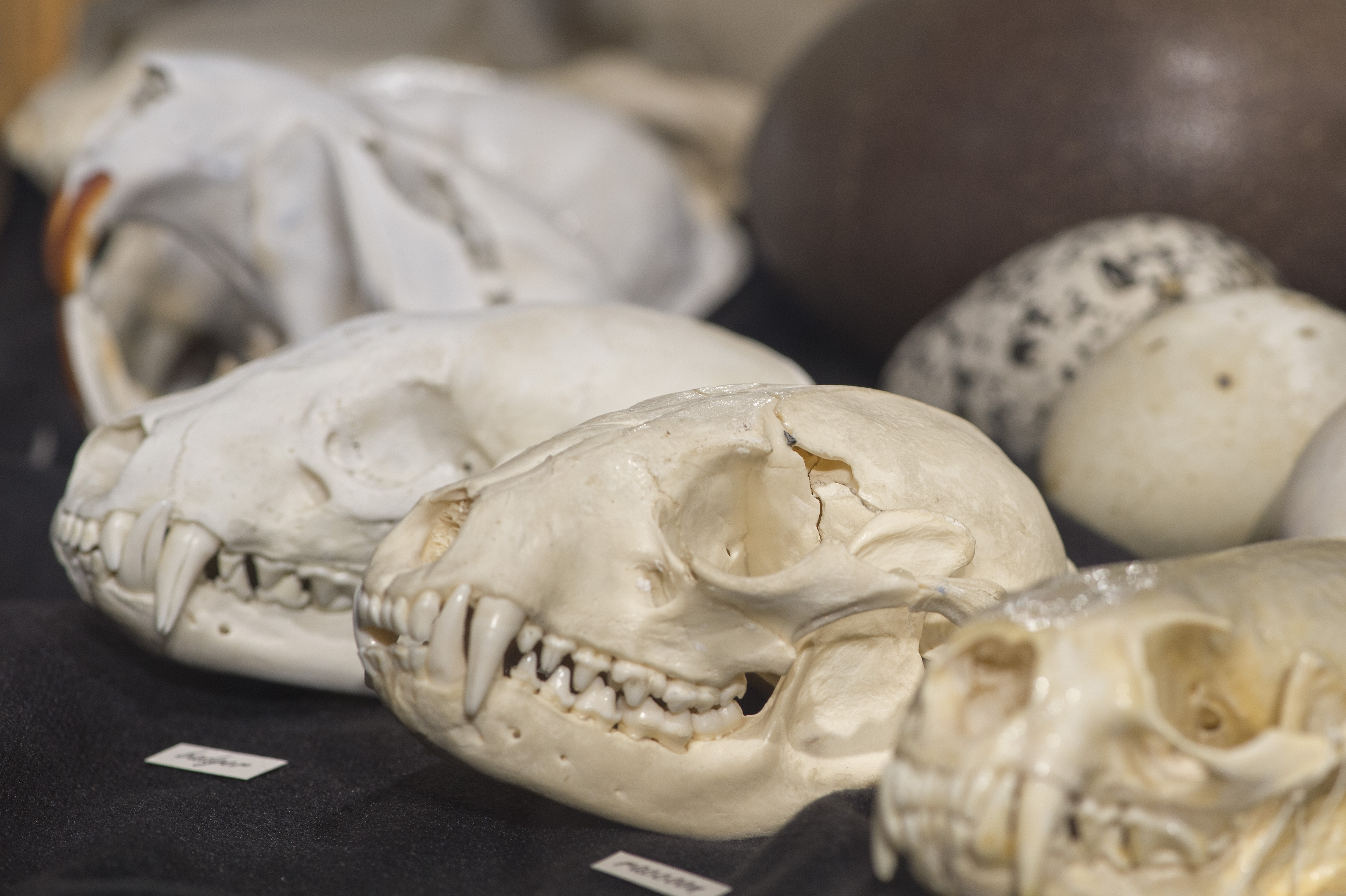 Mammal skulls