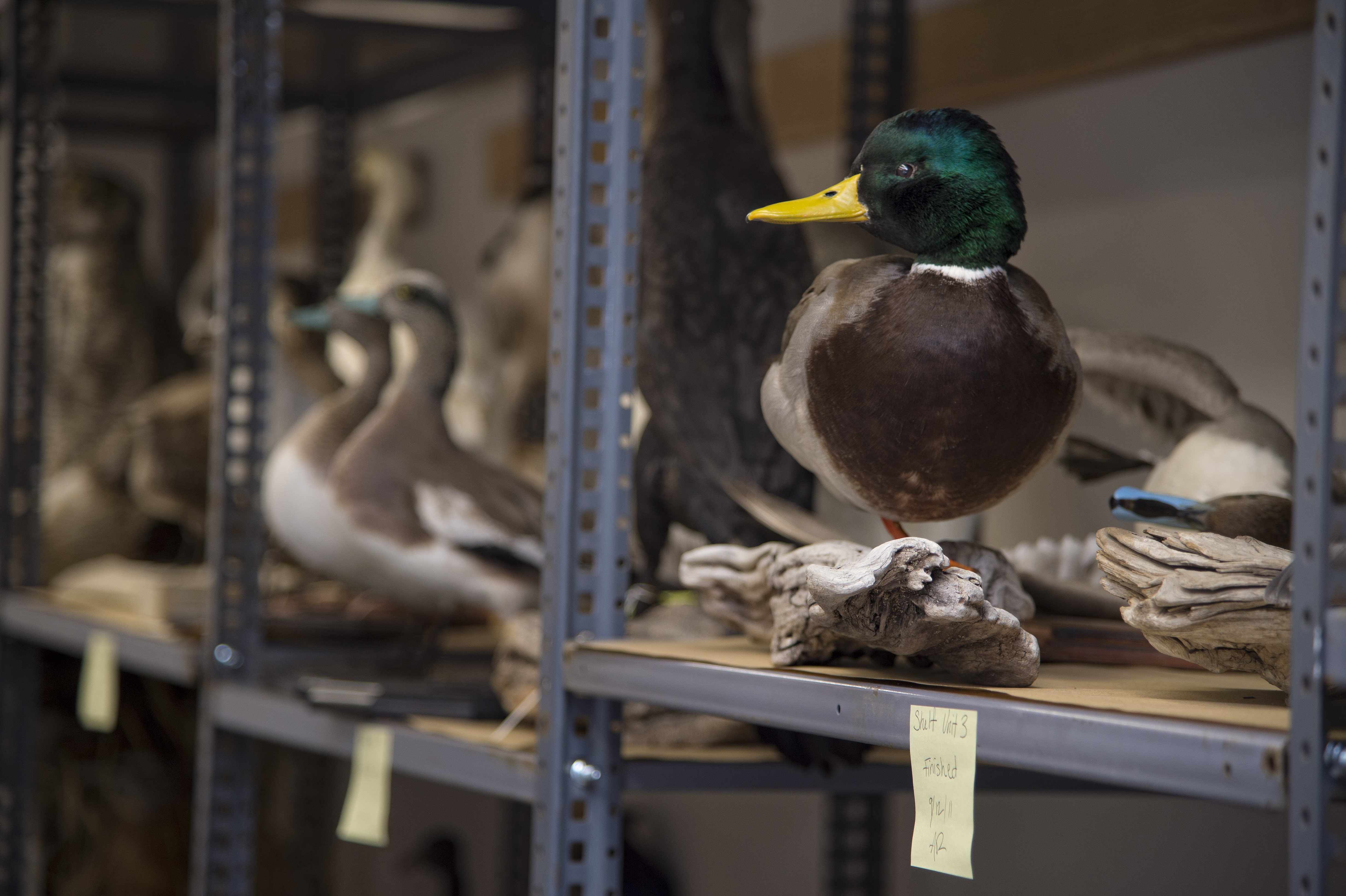 Bird taxidermy
