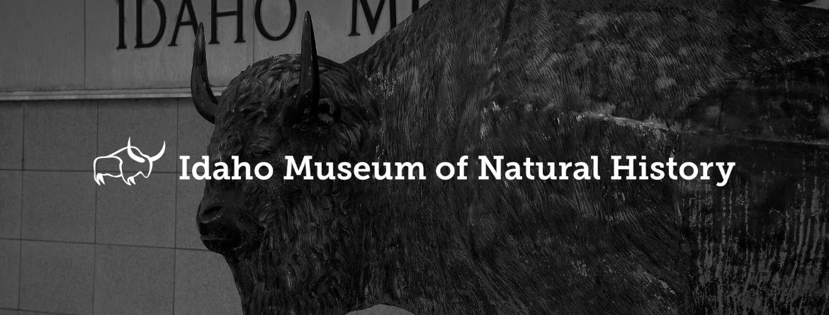 Museum Front Steps with Bison Statue 