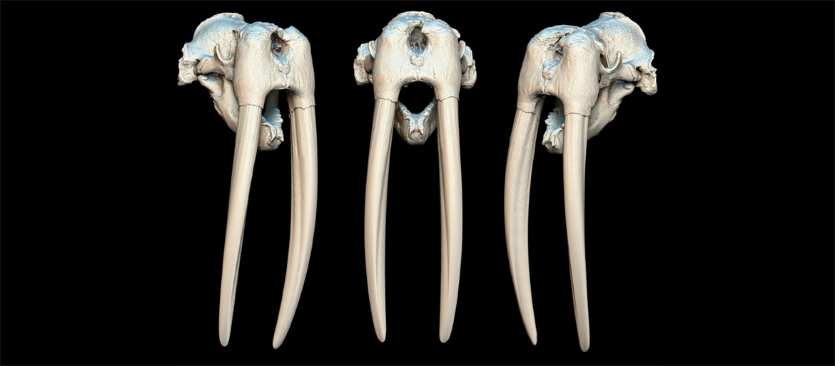 Walrus Skull