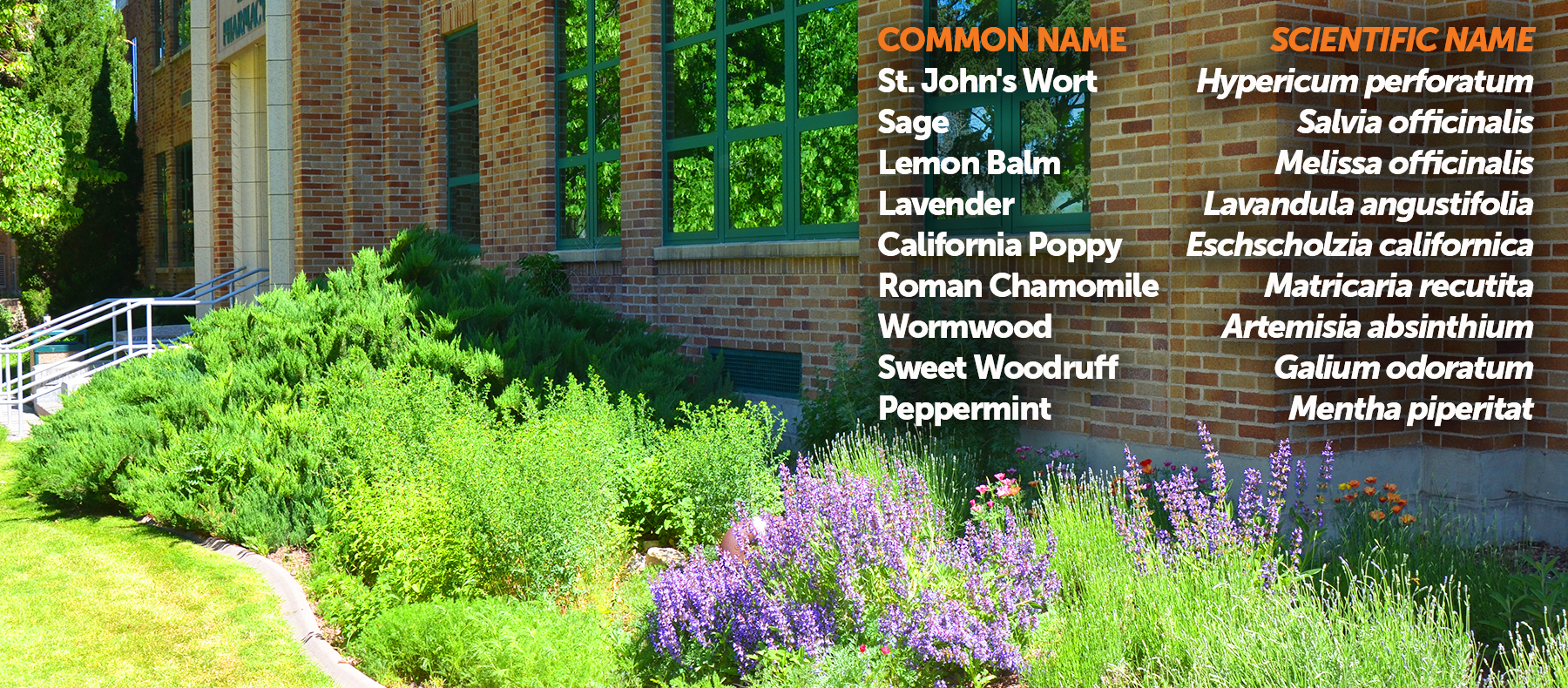Common Names and Scientific Names of garden plants