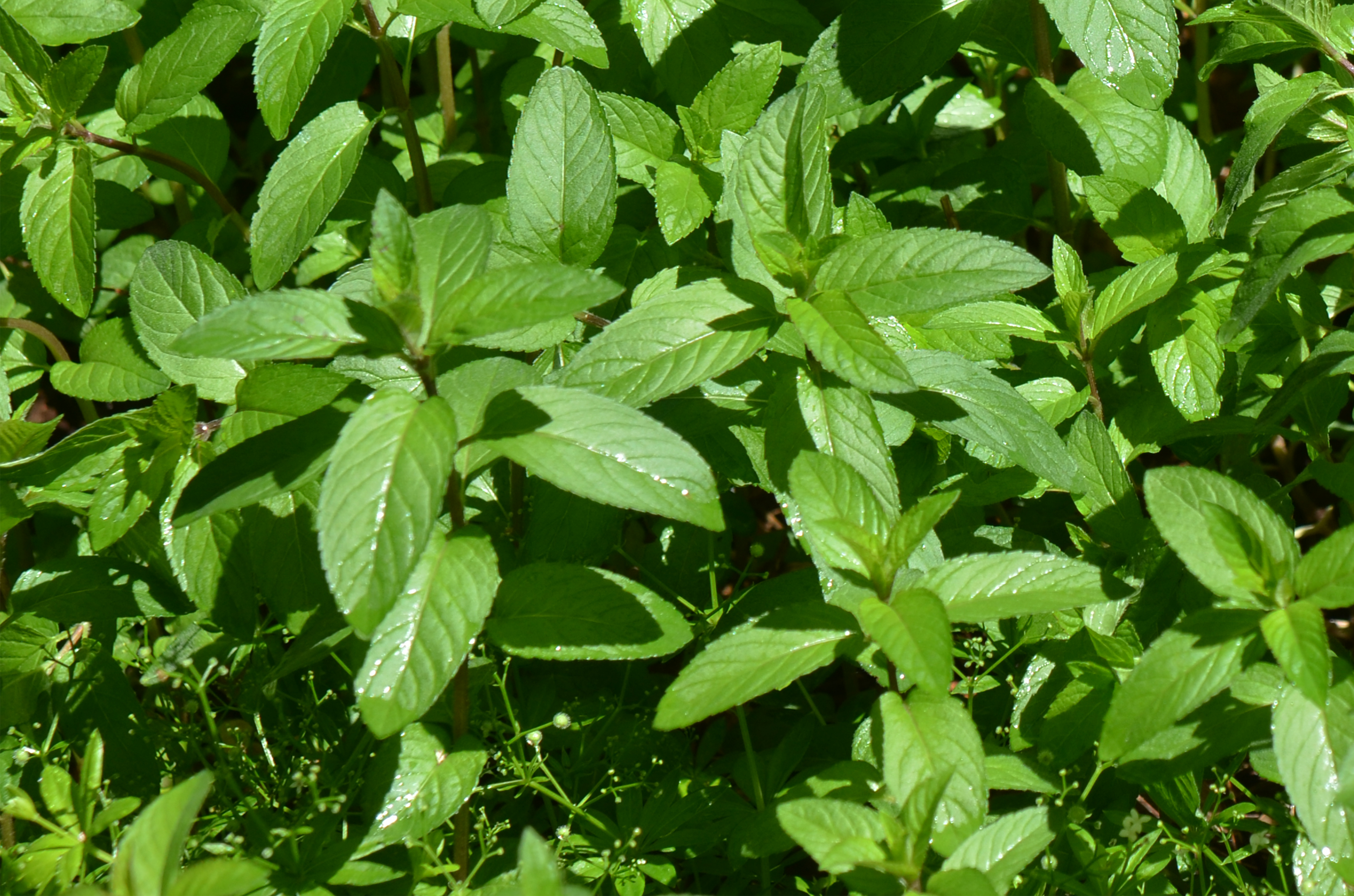 green peppermint leaves