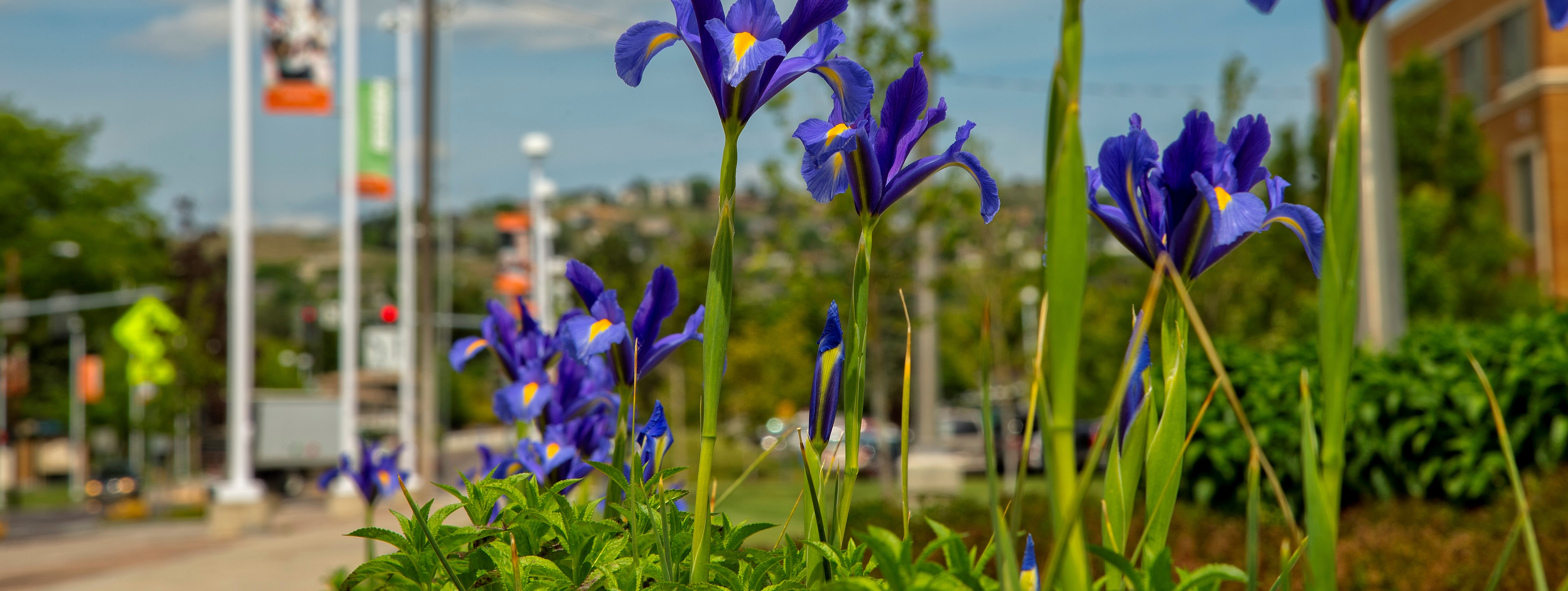 A close up of small purple flowers next to Martin Luther King Jr. Road on ISU's campus. ISU banners are slightly out of focus in the background.