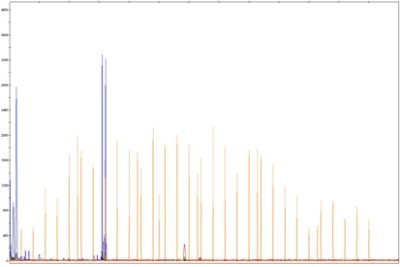 Microsatellite profile by 3130 genetic analyzer