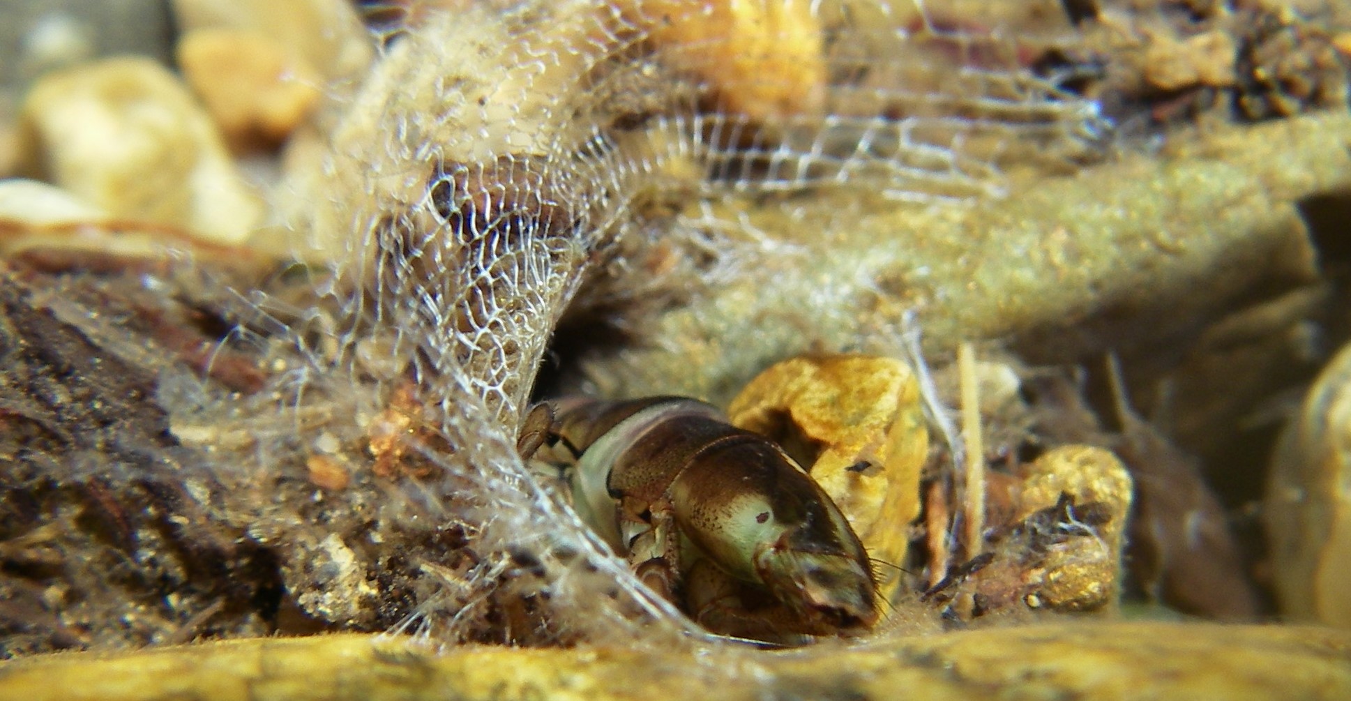 Filter-feeding Arctopsyche 