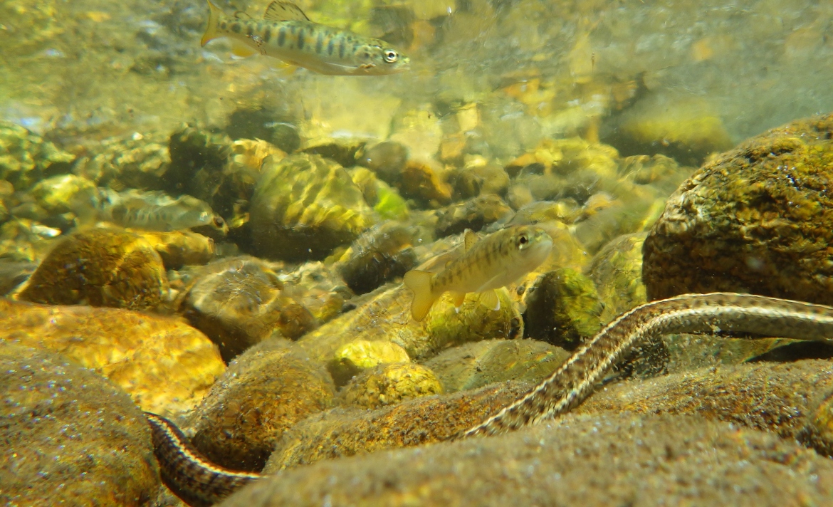 Juvenile Chinook salmon and a snake underwater