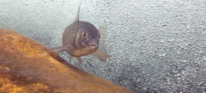 Mountain Whitefish underwater