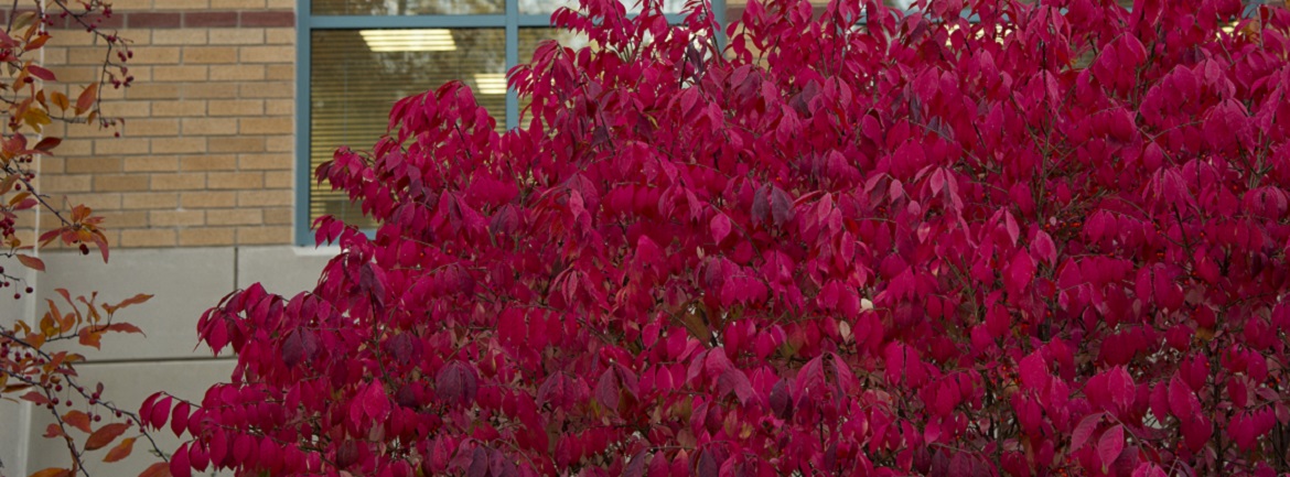 A bright red tree in fall