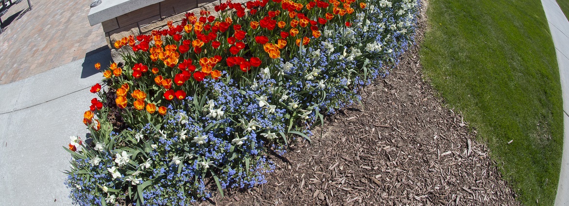 Quad spring flowers from the side