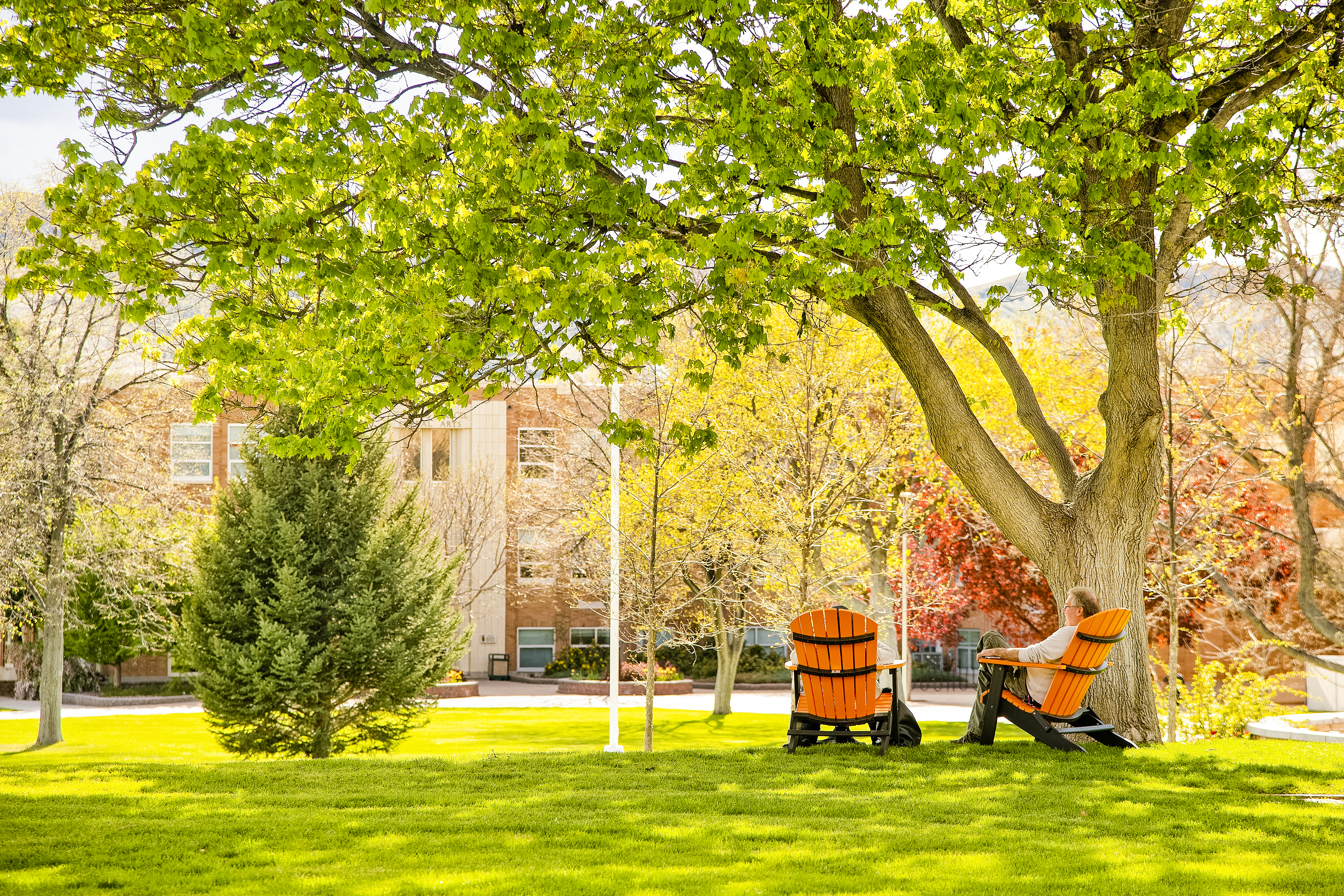 Students sitting in chairs next to a tree on the Quad