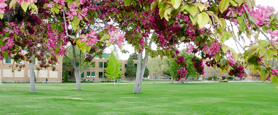 Spring Campus