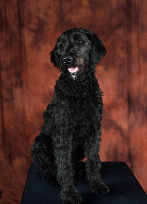 Hero, the Veteran Student Services Center’s facility and emotional support dog.