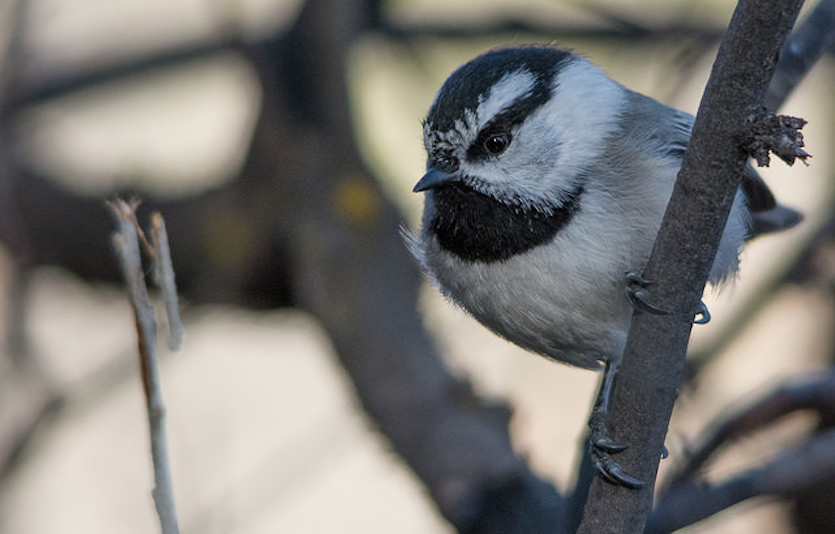 A close-up photo of a chickadee bird. 