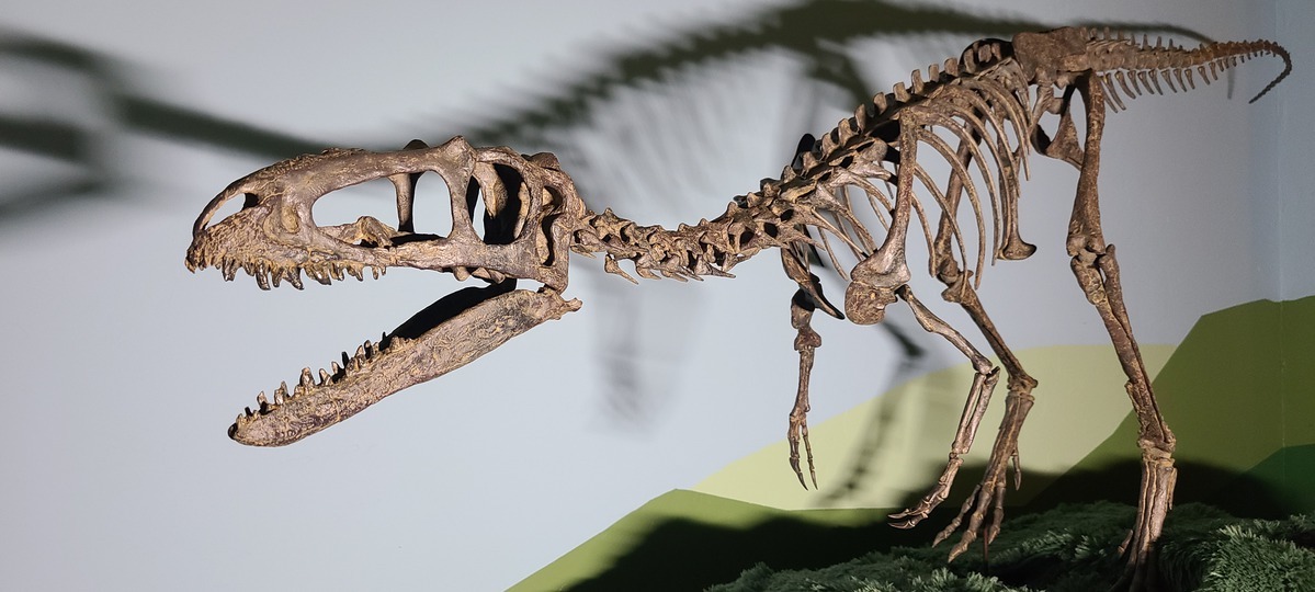 dinosaur skeleton