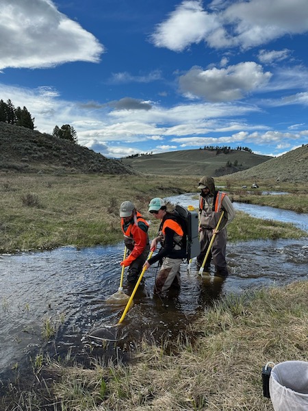 Researchers wade through a river