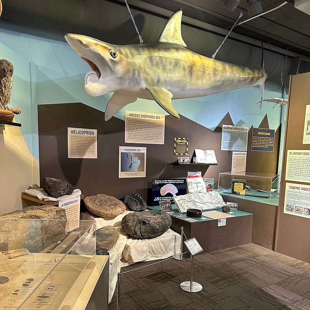 Updated “This is Idaho” exhibit at the Idaho Museum of Natural History, with more sharks