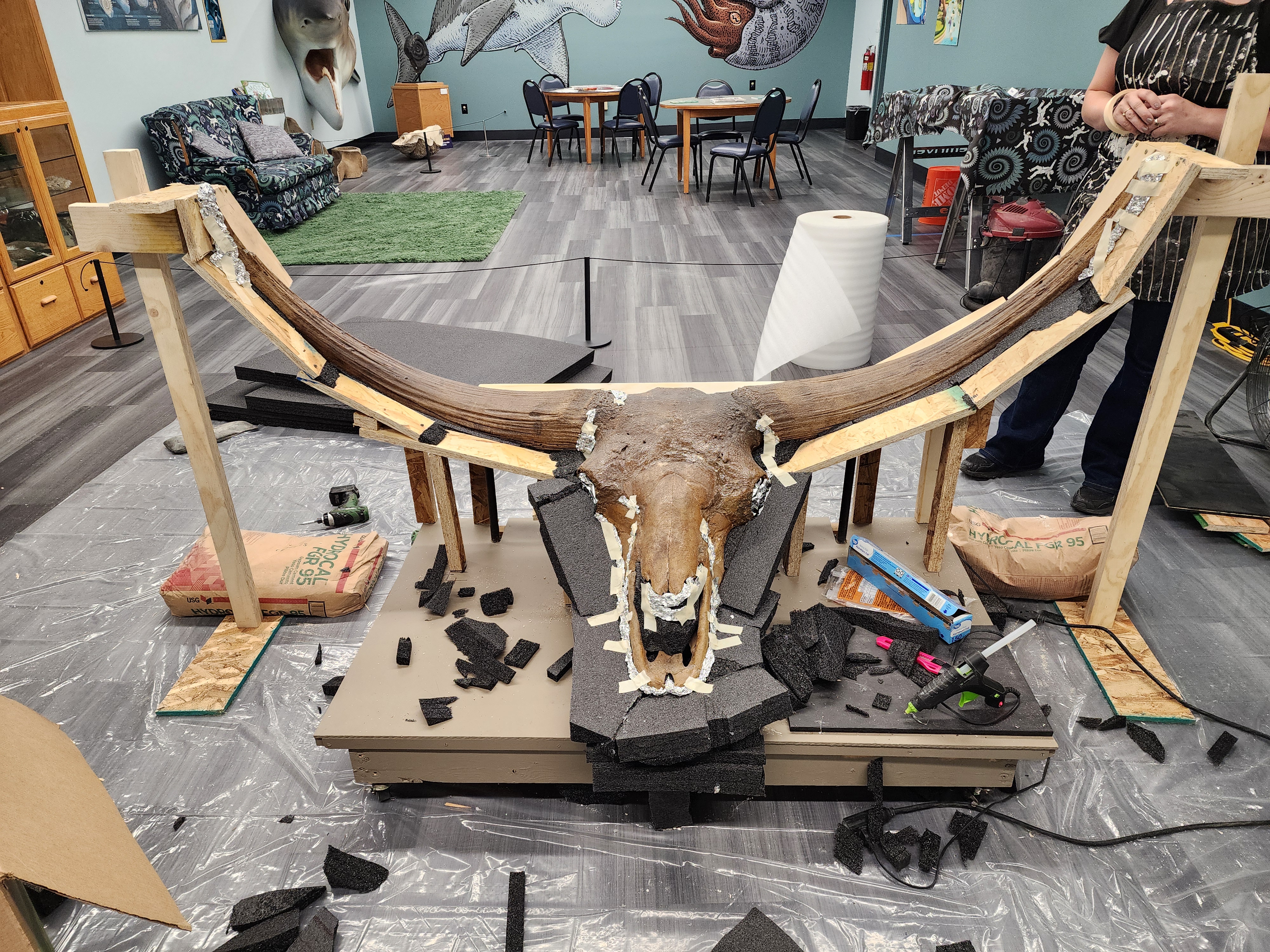 Junior, a six-foot-wide skull of a Bison latifrons specimen from the Idaho Museum of Natural History, is prepared for shipment to the National Museum of Natural History.