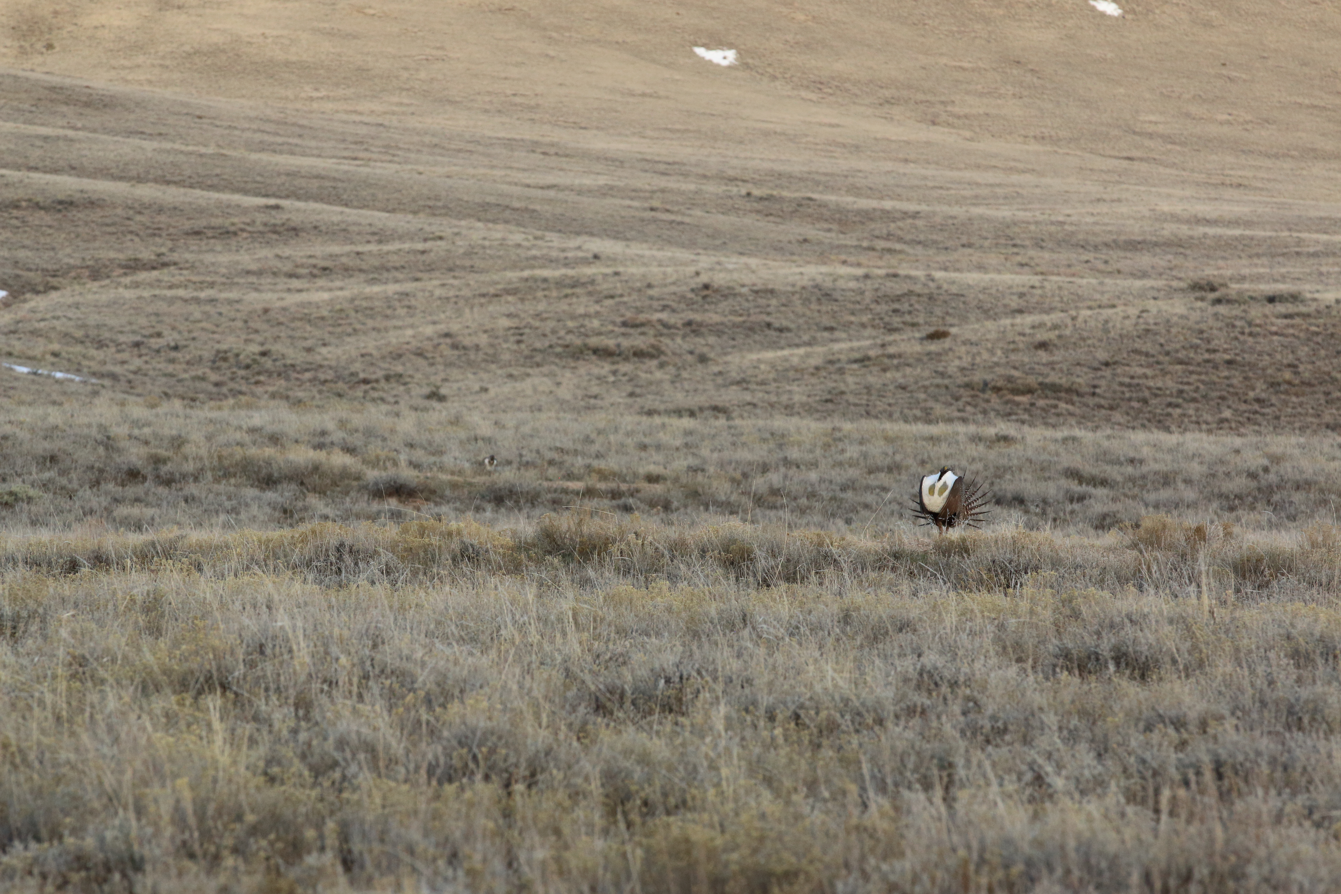Sage grouse