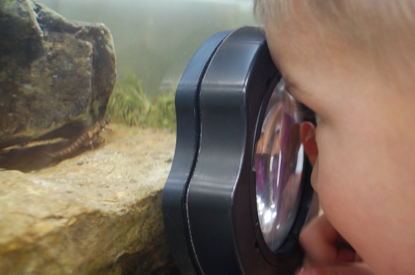 A photo of a child looking through a magnifying glass at an aquatic insect in an aquarium.