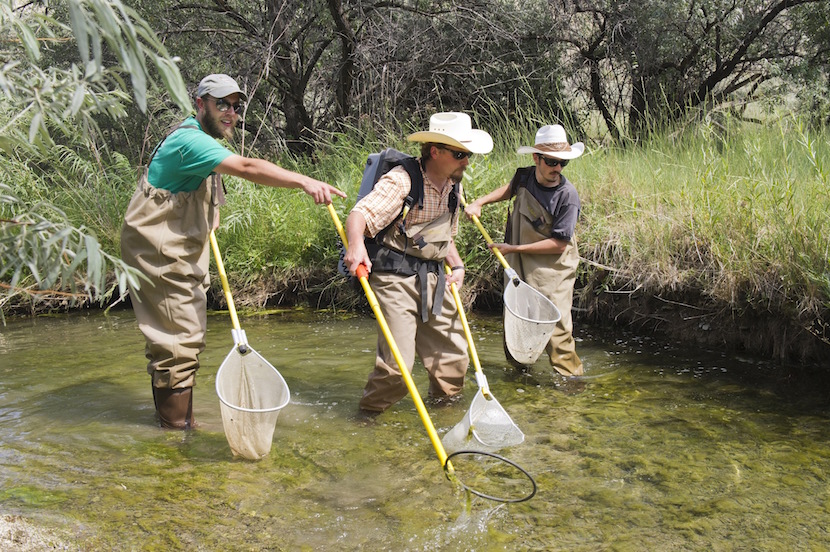 Colden Baxter, flanked by two students, who are all wading in a stream with electro-fishing equipment.