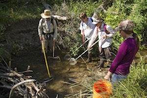 Group of four ISU researchers electrofishing in a small stream. 