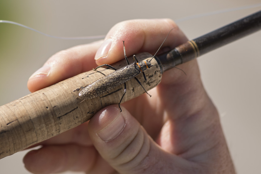 Photo of salmonfly on a fishing rod handle