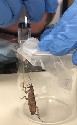 cockroach in beaker