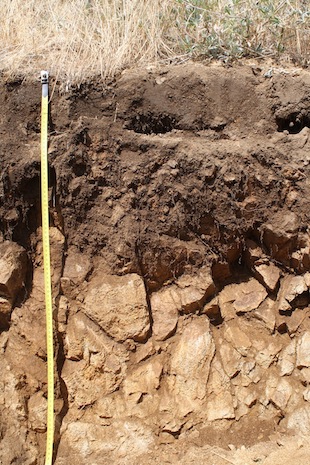 Soil pit with a measuring tape.