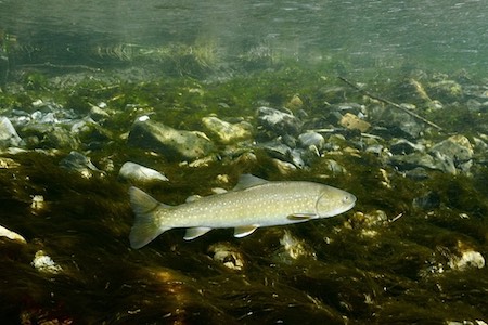 Bull Trout underwater in stream