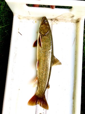 Bull Trout in measuring tray.