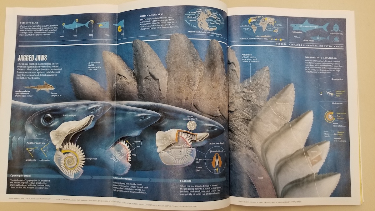 Buzzsaw shark centerfold in National Geographic Magazine