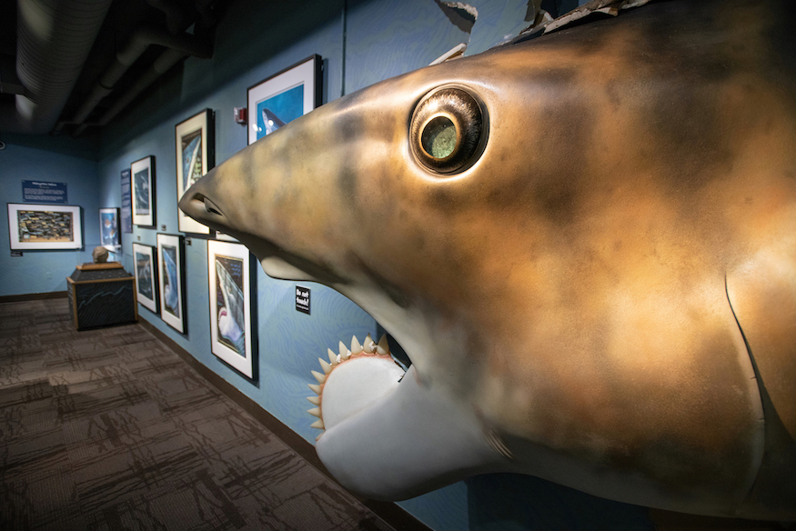 A photo of a head of a buzzsaw shark that is in the exhibit.