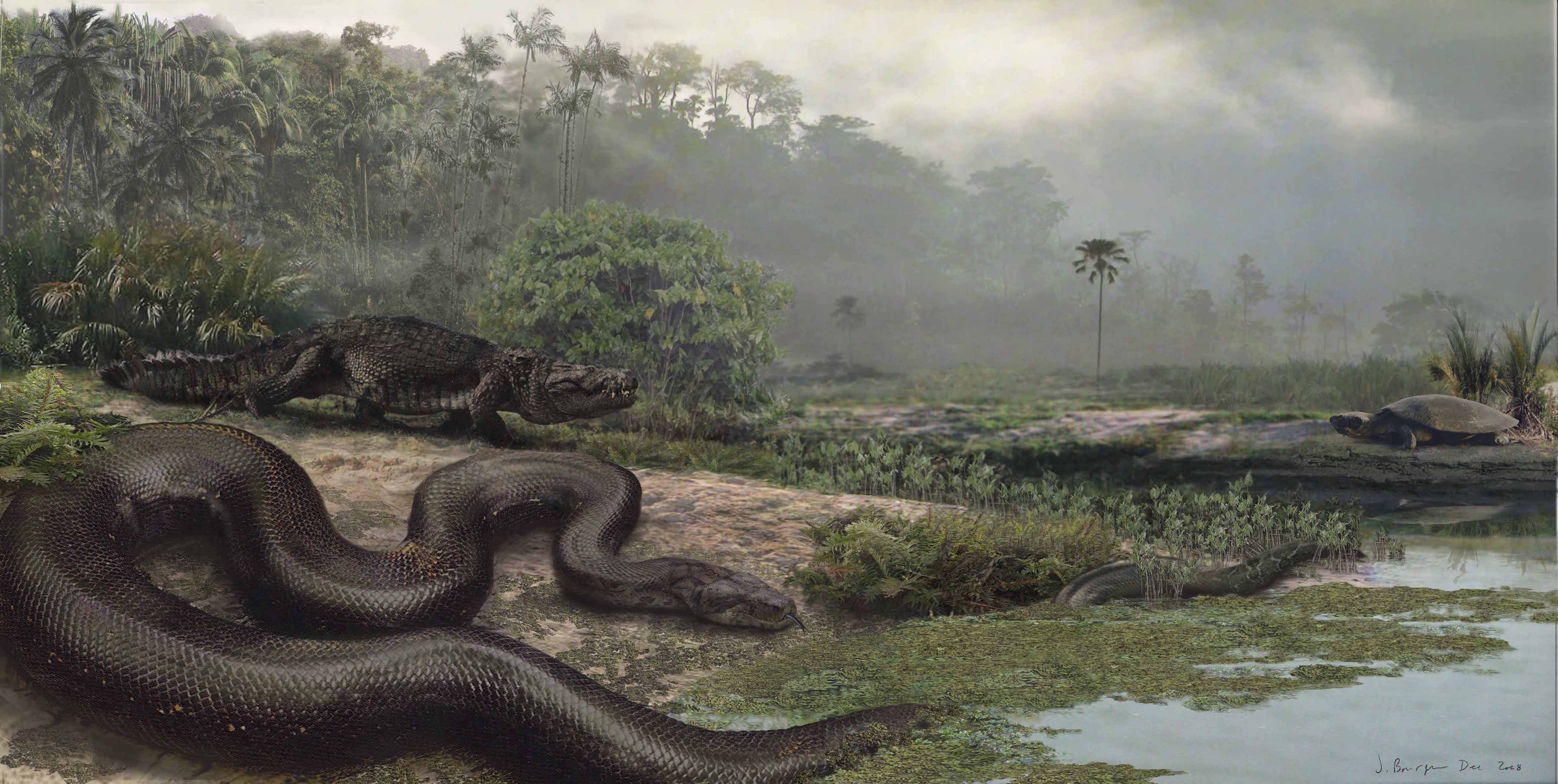 Fossil plants and animals found at the site reveal the earliest known rainforest, teeming with life and dating to the Paleocene, the lost world that followed the demise of the dinosaurs, 60 million years ago. Illustration by Jason Bourque, Florida Museum of Natural History