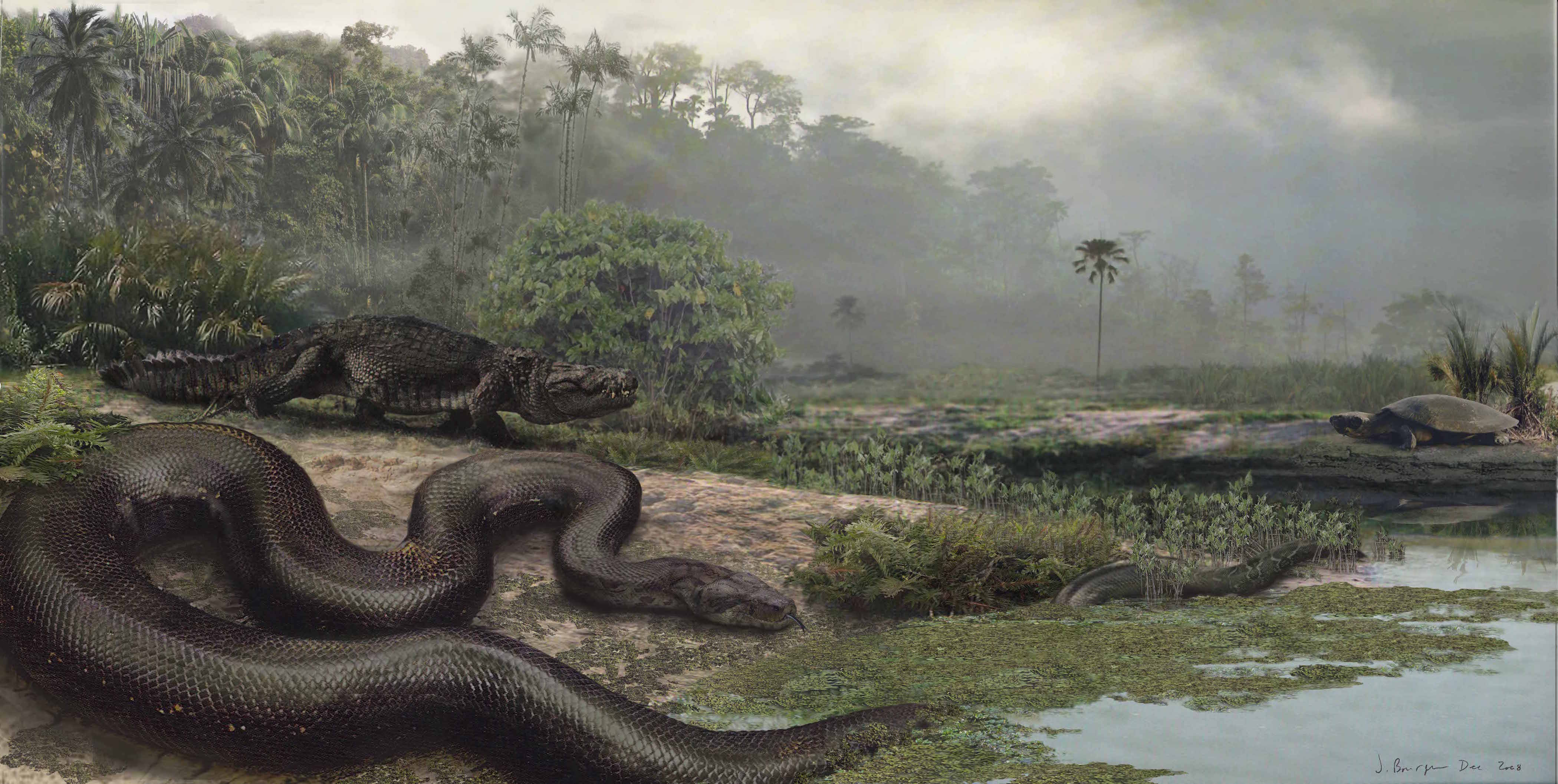 Largest Anaconda In The World