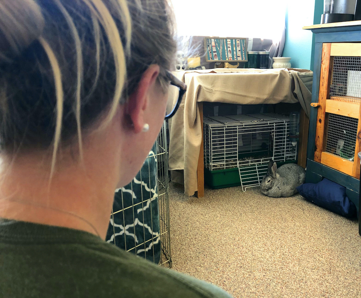 Student in foreground, rabbit on floor in background