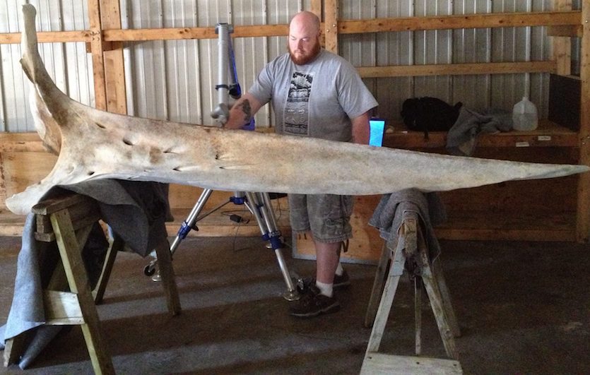 Jesse Pruitt scanning a humpback whale jaw bone