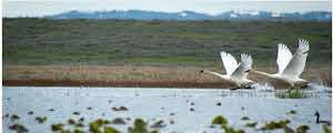 Swans flying