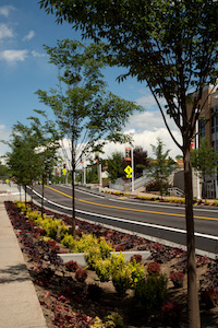 More tress and flowers along MLK Way.