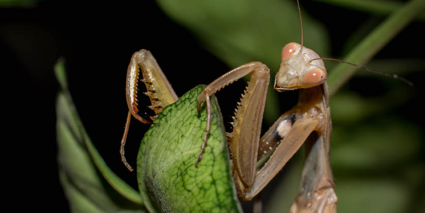Photo of a praying mantis.