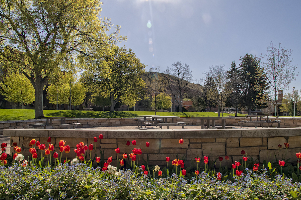 Flowers on quad in foreground, Red Hill in the background.