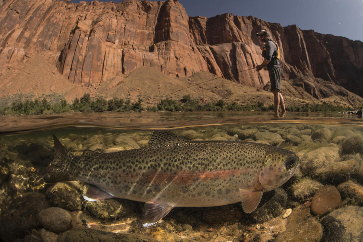 In the foreground a trout is pictured under water and in the background a photo is shown of an angler with Grand Canyon cliffs in the background.