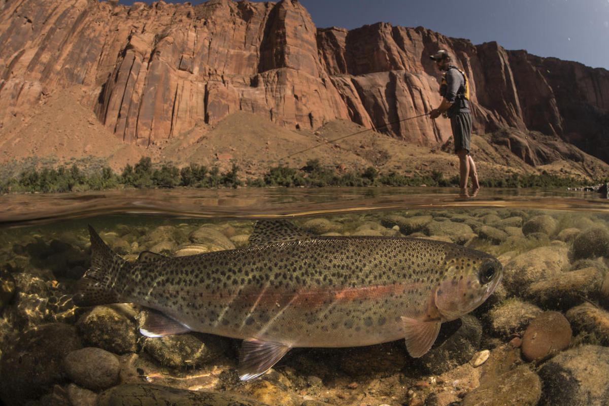 Food web dynamics influence mercury movement in Colorado River, Grand