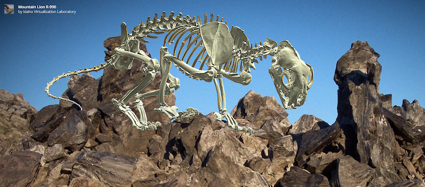Idaho Virtual Museum image of a mountain lion skeleton.